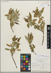 Foto von Salix lucida Muhl.